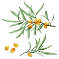 Watercolor drawing, set of branches of leaves and berries of sea buckthorn. isolated on white background ripe sea buckthorn berrie Royalty Free Stock Photo