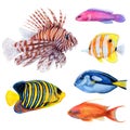 Watercolor drawing set of colorful fish: royal angel, lionfish, antias, butterfly fish, surgeonfish and friedman fish on