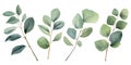 set of eucalyptus leaves. delicate illustration