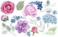 pink and blue flowers on a white background. delicate drawing. Royalty Free Stock Photo