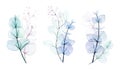 Watercolor drawing, set of transparent bouquets of leaves and branches of eucalyptus isolated on white background. gentle drawing