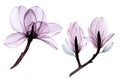 Watercolor drawing set of transparent flowers. collection of magnolia flowers in pastel pink, gray, purple colors isolated on whit