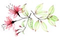 Watercolor drawing set of transparent flowers and leaves. transparent pink tropical flower, hibiscus and green tropical leaves. co Royalty Free Stock Photo