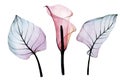 Watercolor drawing. set of transparent tropical flowers and leaves. pink calla flower and leaves of pink and blue colors isolated Royalty Free Stock Photo