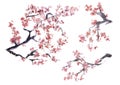 Sakura branches Japanese cherry blossoms Royalty Free Stock Photo