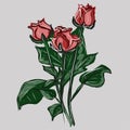 Watercolor drawing several roses. Plants, flowers, spring, joy, romance. Vector isolated image.