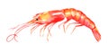 A watercolor drawing of a shrimp, isolated on a white background Royalty Free Stock Photo