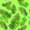 Watercolor drawing of spring fern. Hand drawn painting of beautiful plant. vascular plant. Seamless pattern. Dicksonia antarctica Royalty Free Stock Photo