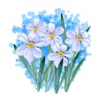 Watercolor drawing of spring flowers Narcissus. Hand drawn painting of beautiful plant. Common genus names daffodil,