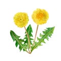 Watercolor drawing of spring flowers Taraxacum, blowball. Hand drawn painting of beautiful dandelion plant. flower bouquet.