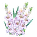 Watercolor drawing of spring gladiolus flowers. Hand drawn painting of beautiful sword lily plant. Spring flowers bouquet.