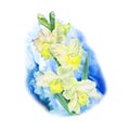 Watercolor drawing of spring gladiolus flowers. Hand drawn painting of beautiful sword lily plant. Spring flowers bouquet.