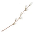 Watercolor drawing spring willow branches isolated on white background
