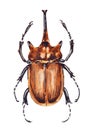 Watercolor drawing of stag beetle isolated on the white background. Handmade illustration of brown beetle