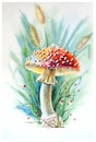 Watercolor drawing of a sun fly agaric in the grass. Fly agaric. Royalty Free Stock Photo