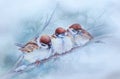 Watercolor drawing of three frozen city sparrows sitting on a bare branch in the cold