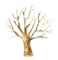 Watercolor drawing of a tree without foliage Isolated on a white background