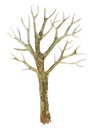 Watercolor drawing of a tree without leaves. Isolated on white background.