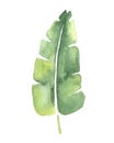 Watercolor drawing of a tropical banana leaf Royalty Free Stock Photo