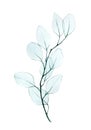 Watercolor drawing, twig with eucalyptus leaves transparent, x-ray. gentle drawing in pastel colors of eucalyptus leaves isolated