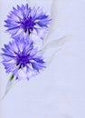 Watercolor drawing of two cornflowers , blue centaurea, flower painting. Botanical illustration Royalty Free Stock Photo