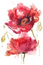 Watercolor drawing two red poppies Royalty Free Stock Photo