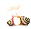 Watercolor drawing two snails in love, hugs, kiss