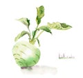 watercolor drawing of vegetables - kohlrabi root whole