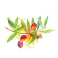 A watercolor drawing of a vibrant green olive tree branch with fruits, with a splash of paint Royalty Free Stock Photo