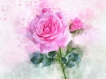 A watercolor drawing of a vibrant rose flower. Botanical art. Decorative element for a greeting card or wedding invitation