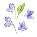 Watercolor drawing viola flowers