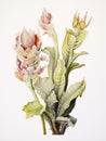 Watercolor Drawing of Welwitschia Mirabilis on White Background AI Generated