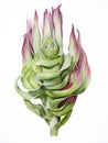 Watercolor Drawing of Welwitschia Mirabilis on White Background AI Generated