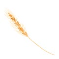 Watercolor drawing wheat on a white background isolate. Golden spikelet for your design. Stalk of rye.