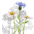 watercolor drawing wild flowers