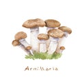 Watercolor drawing of wild mushrooms - Agaric honey