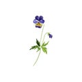 watercolor drawing wild pansy