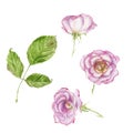 Watercolor drawing of wild rose, set of bud, leaf Royalty Free Stock Photo