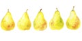 Watercolor drawing yellow pears