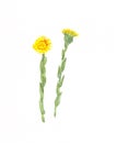 Watercolor drawing yellow spring coltsfoot flowers on a white background