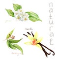 Watercolor drawings of natural cosmetics: jasmine, eucalyptus, vanilla