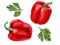 Watercolor drawings of red peppers Royalty Free Stock Photo