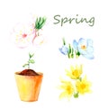 Watercolor drawings - spring flowers, a set of first flowers