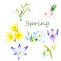 Watercolor drawings - spring flowers, a set of first flowers