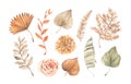 Watercolor dried tropical leaves, gentle flowers and pampas. Botanical floral design elements. Beige, green, orange palm leaves.