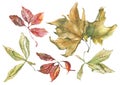 Watercolor dry autumn leaves