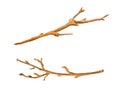 Watercolor dry tree branches set. Hand painted bare twigs and sticks isolated on white background. Wooden nature