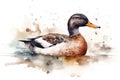 Watercolor duck illustration on white background