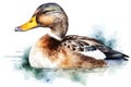 Watercolor duck illustration on white background