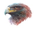 Watercolor eagle bird animal